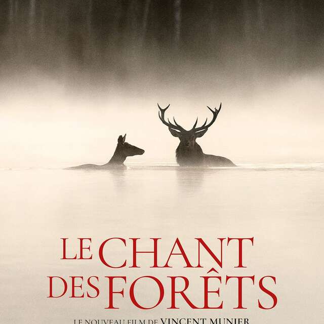 Cinéma tout public : Le chant des forêts