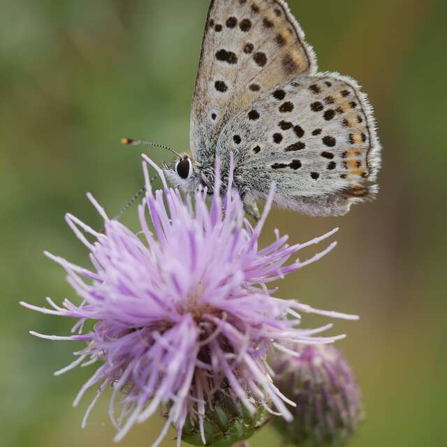 Exposition Les petites bêtes du château