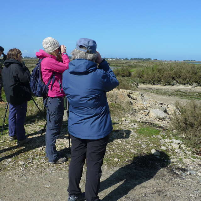 Sortie nature - Limicoles de la Bôle de Merquel