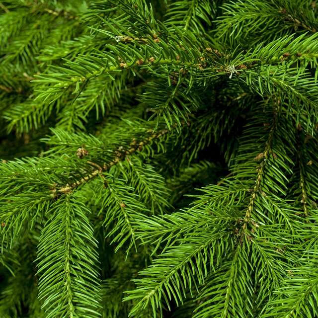 Recyclez vos sapins de Noël