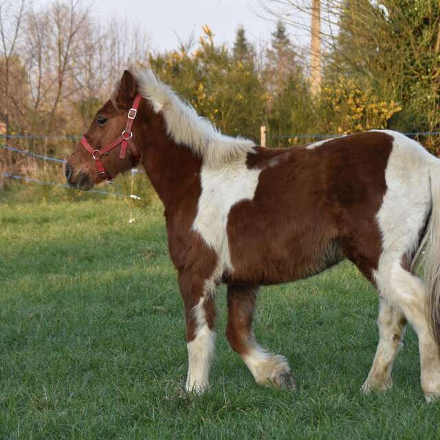 Stage - Equitation (double poney)