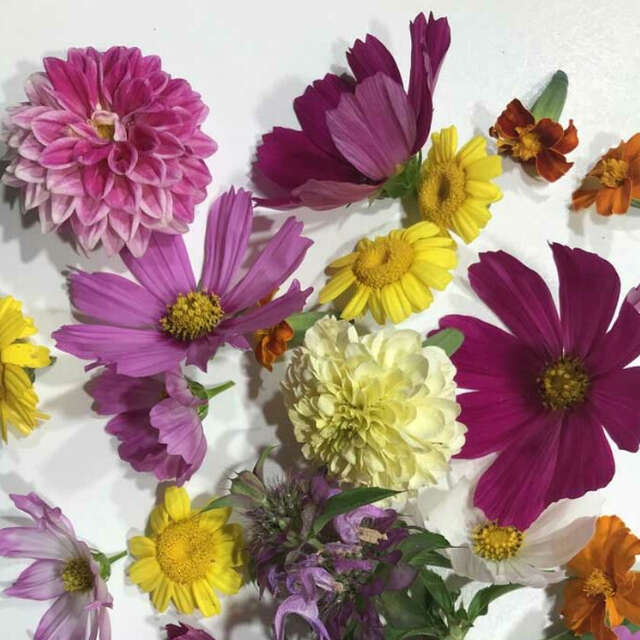 Atelier fleurs comestibles