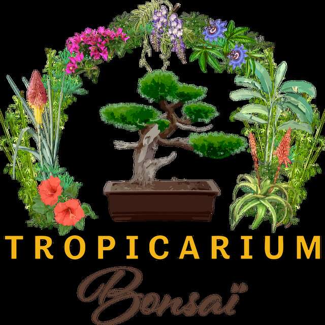 Réouverture du Tropicarium Bonsaï !