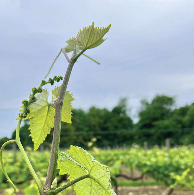 Bibliothèque du vivant - Visite du vignoble de Maël Tannou