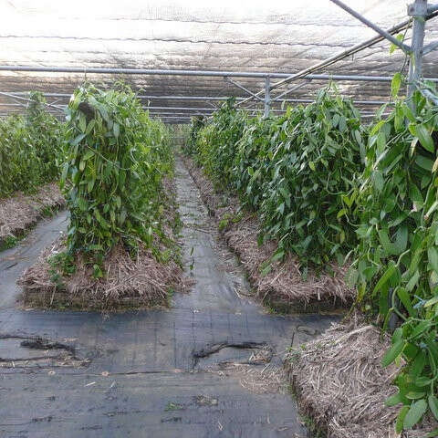 Plantation de la Vanille Roulof