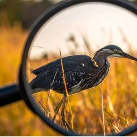 ATELIER | Les enquêteurs du marais : sur les traces des animaux (6-10 ans)
