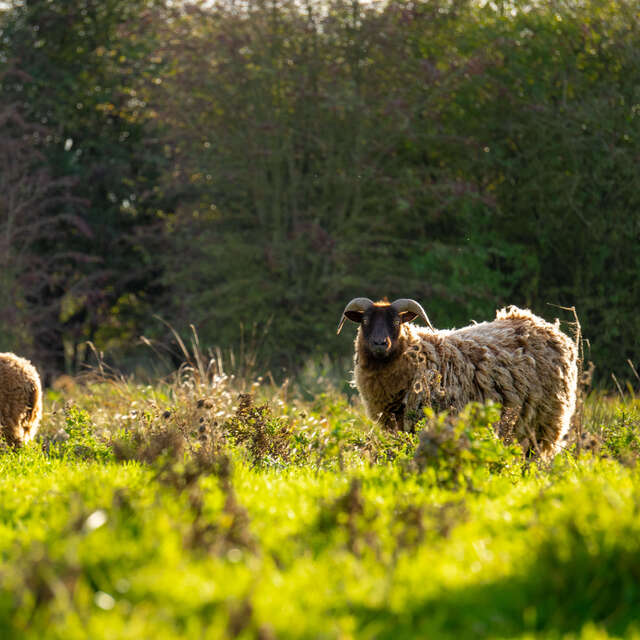 ATELIER | Nos amis les moutons (3-10 ans)