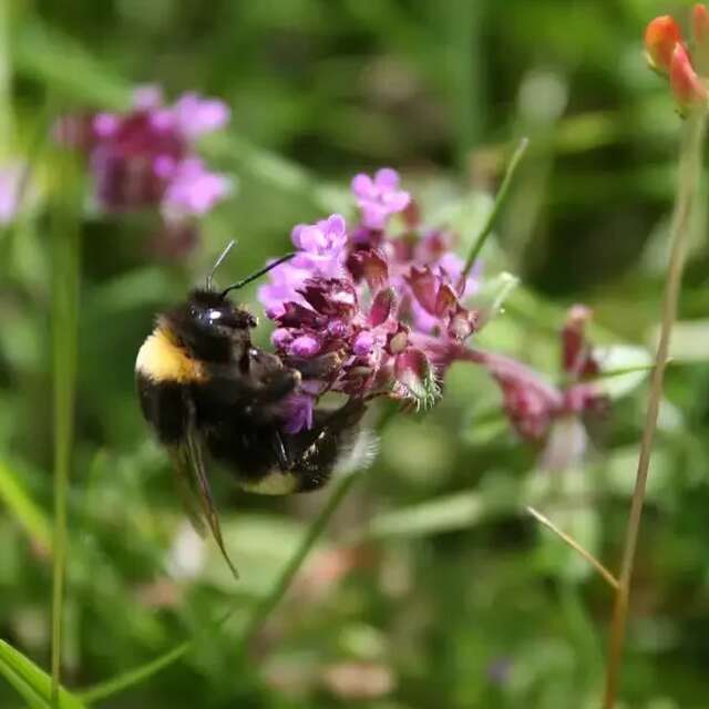 SORITE NATURE | Fleurs de coteau et leurs squatteurs…