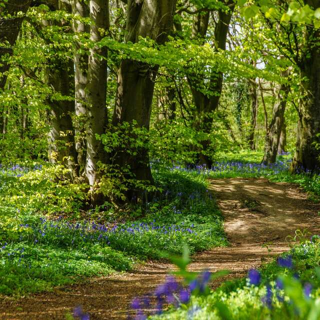 Forêt de Tournehem