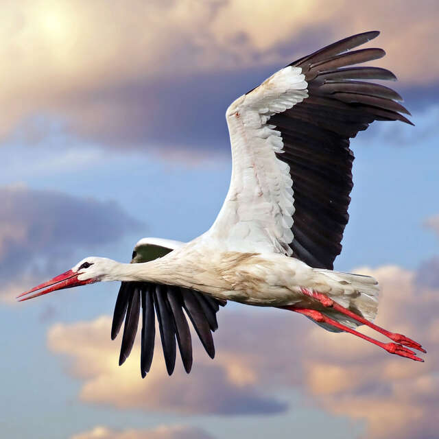 ATELIER | Les cigognes blanches (6-10ans)