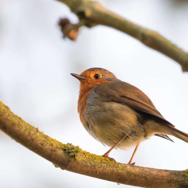 ATELIER | Café du mardi, atelier nature