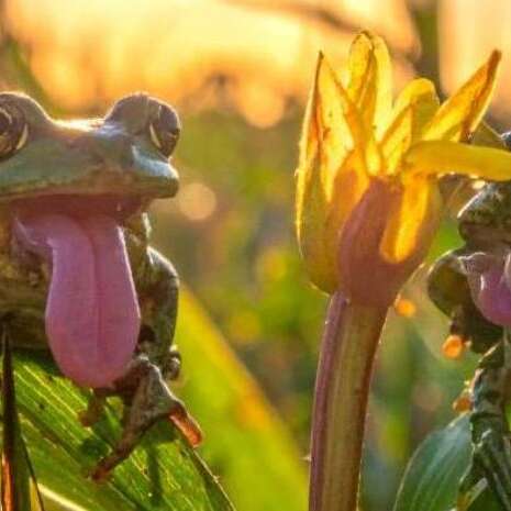 ATELIER | C'est la fête à la Grenouille (3-5ans)