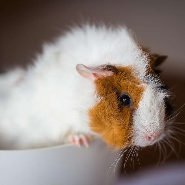 ATELIER | Truffe et plumes (dès 3 ans)