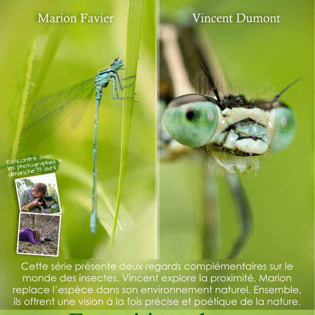 EXPO | Regards croisés sur les insectes