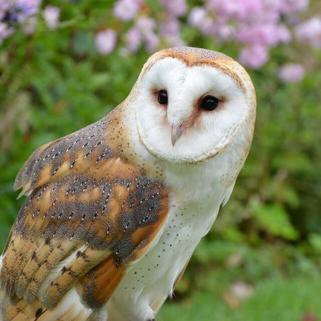 ANIMATION | La nuit de la chouette avec la LPO au château d'Acquembronne