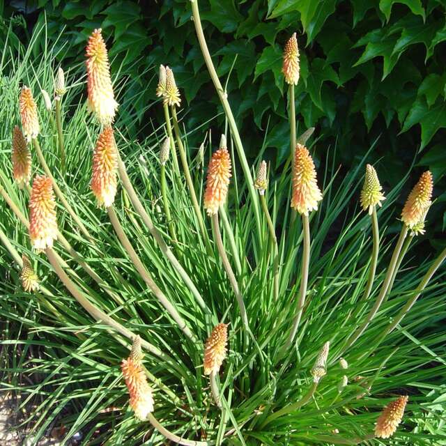 Village botanique d'Albon