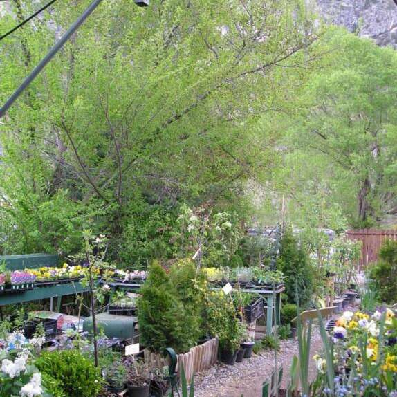 GAEC Horticulture Pépiniériste Chouvet