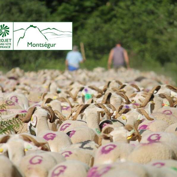 Transhumance des brebis tarasconnaises