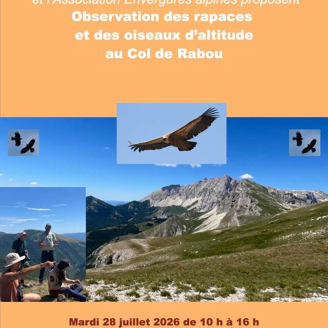 La Grande Évasion - Observations des Grands Rapaces avec  Envergure Alpine
