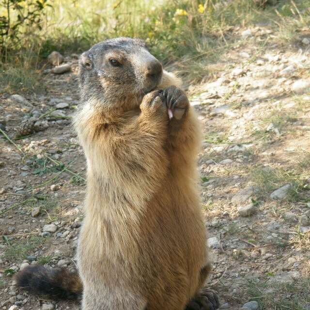 Rencontre intime avec les marmottes