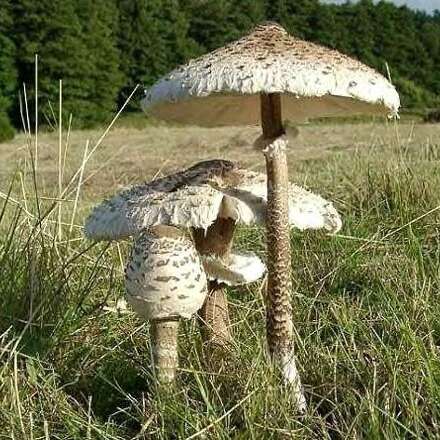 Conférence "les champignons : maillon faible de la biodiversité"