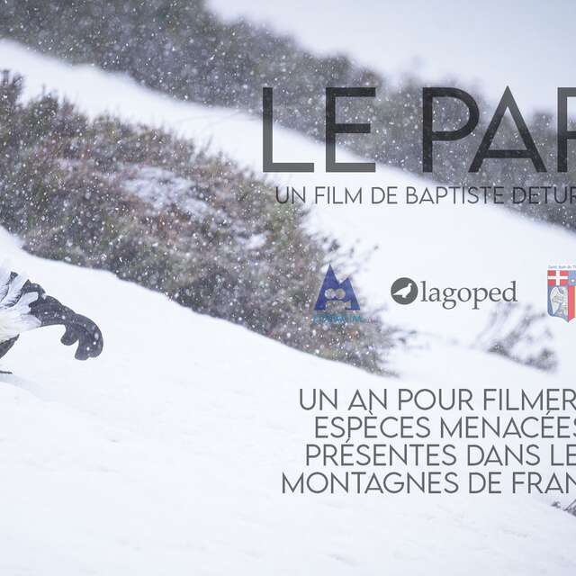 Le pari, cinq oiseaux de nos montagnes