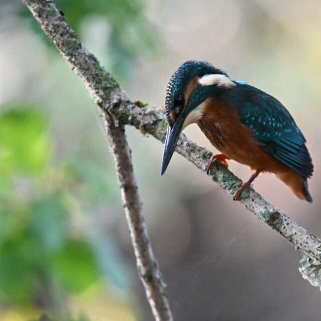 Le bec de Dore et ses oiseaux