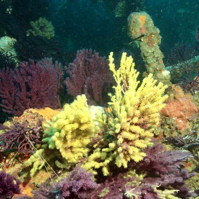 Écran nature : Sous la surface - les trésors vivants de Porquerolles