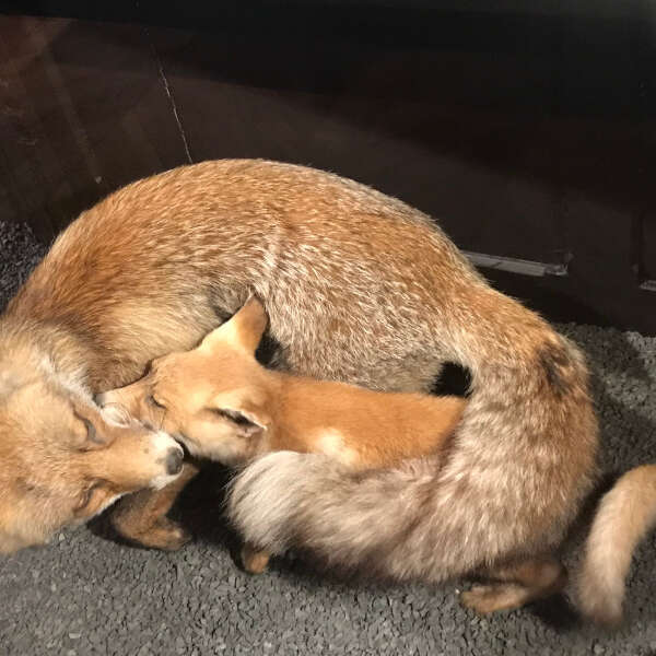 Visites flash contée : "Le premier hiver de Renardo" (vacances d'hiver)