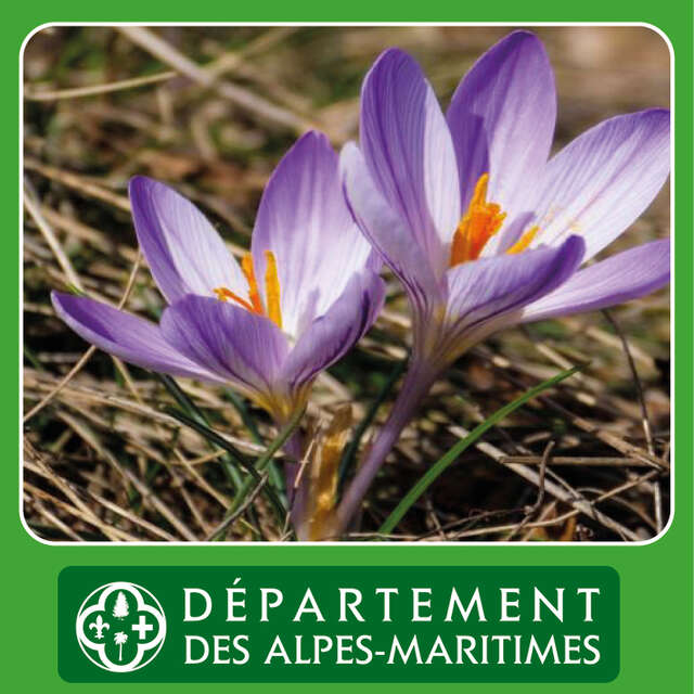 Animation parc naturel "Découverte de la mythologie et des plantes"