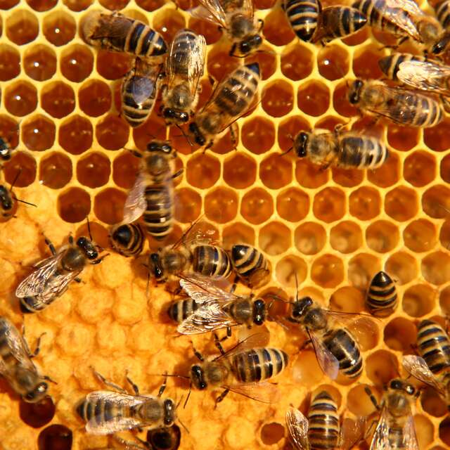 A la découverte du monde des abeilles et de leur nectar