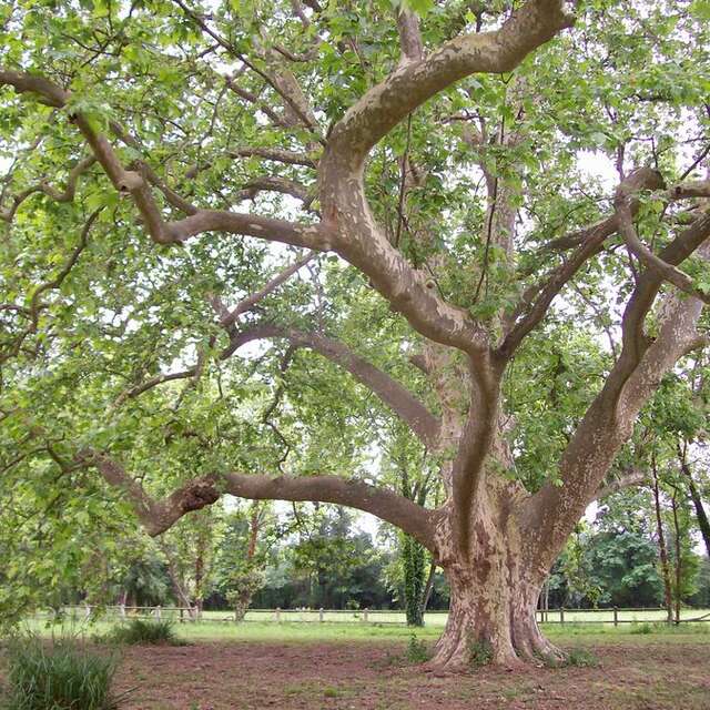 Le Platane Commun