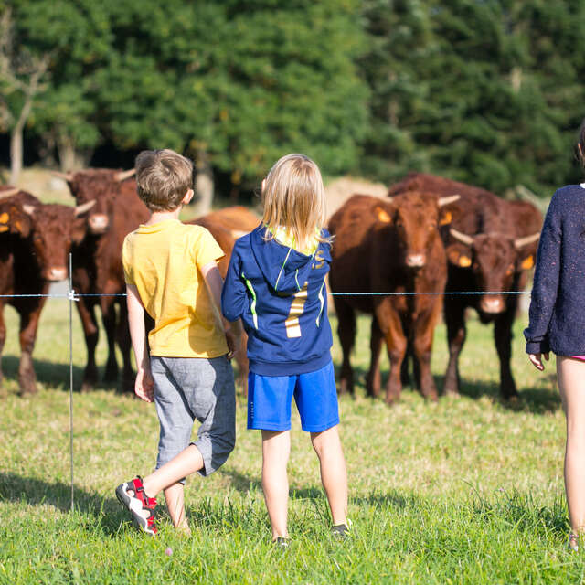 GAEC Salers et Bol d'Air