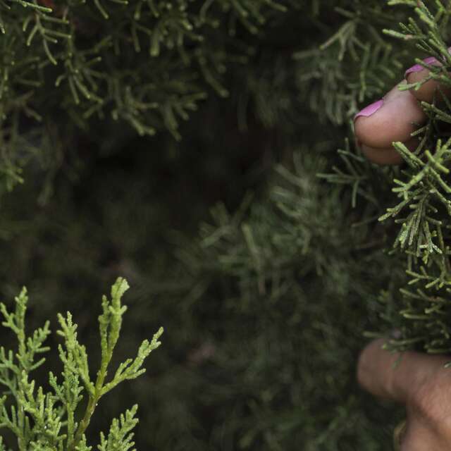 Un Noël à la montagne - Tree sale
