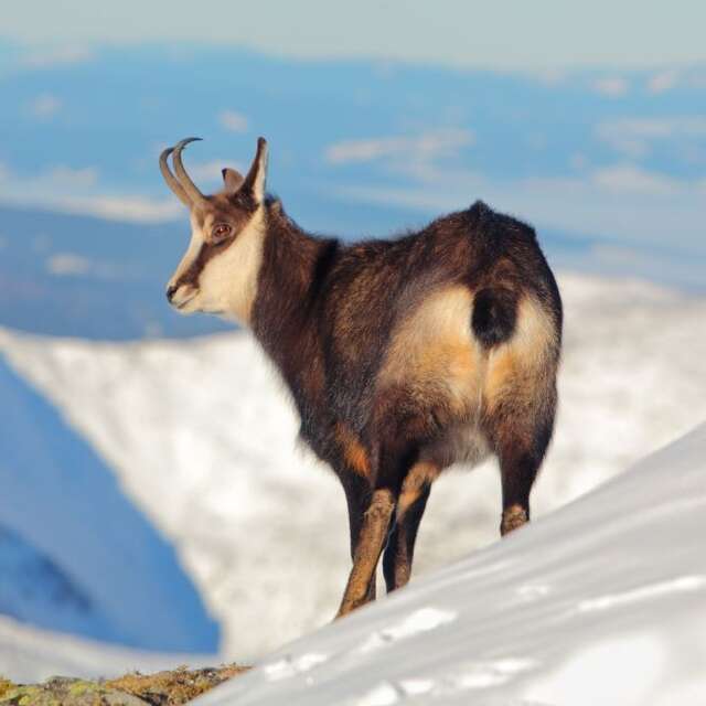 randonnée raquette à la découverte des chamois