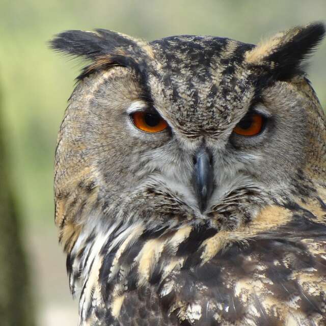 Atelier art : "Le grand hibou"
