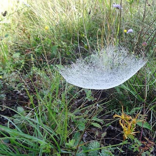 Spaziergang rund um die Spinnentiere mit Anne BOUNIAS