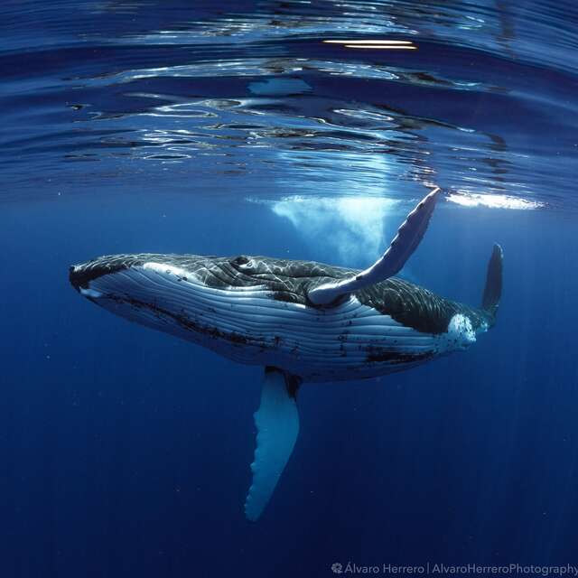 Tahiti Shark Expeditions - Nemo'z - Whale watching tours