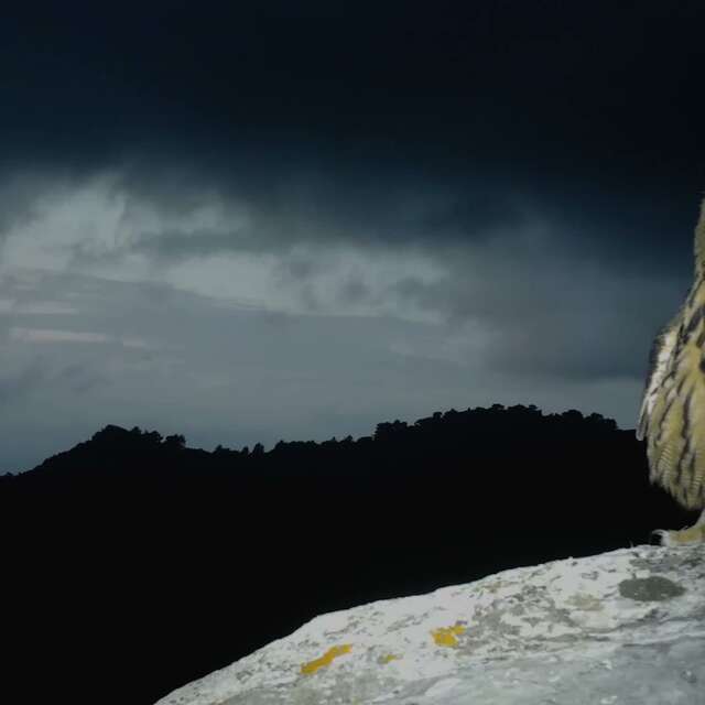 Balade nature nocturne commentée : Promenons-nous dans les bois à Pierrefeu du Var