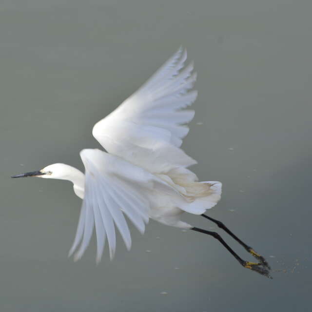 Guided bike tour ‘’The island of Ré, a land of nature‘’ by J&M EVASION