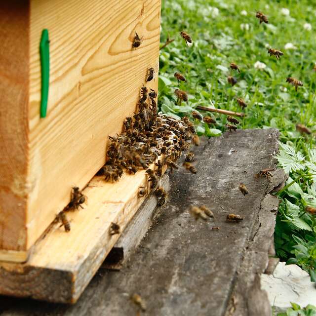 Visit of an apiary