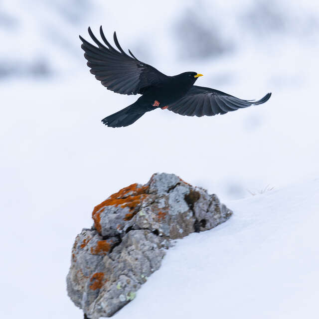 Programmation culturelle de la médiathèque : Les oiseaux se racontent