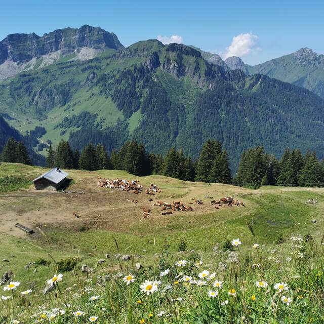 Walking itinerary: Tour of Mont de Grange from Abondance