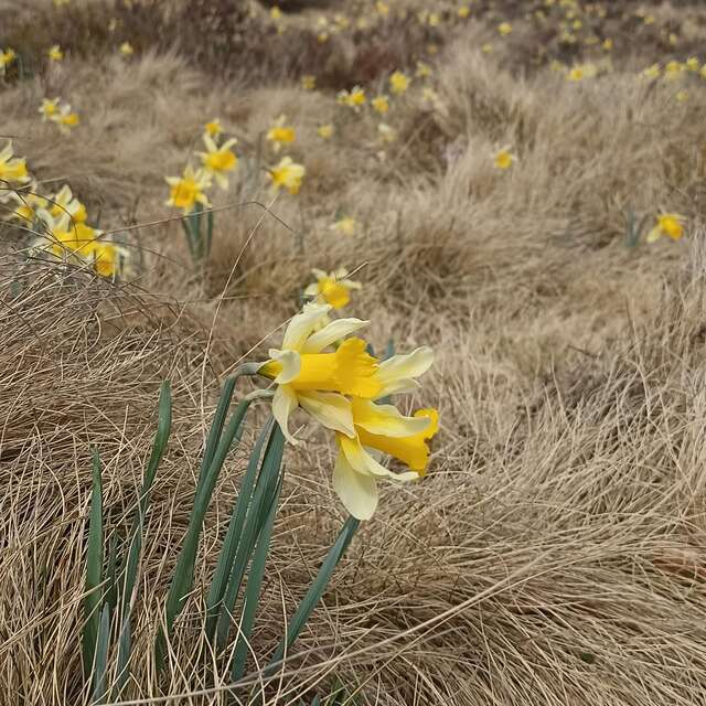 Les narcisses et l'arrivée du printemps