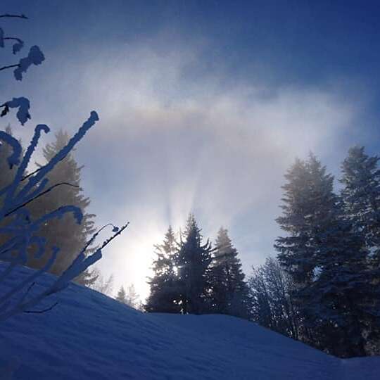 Shinrin Yoku (forest bathing) and snow