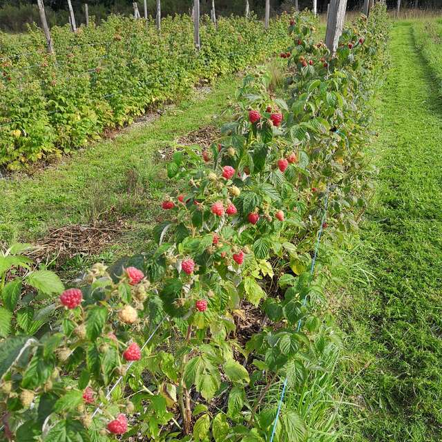 Les petits fruits du Lignon