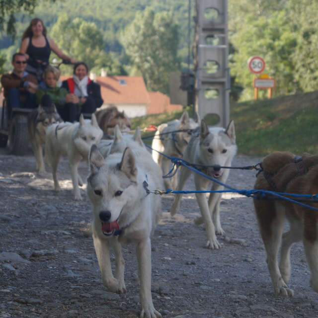Cani-kart - Travel Dog
