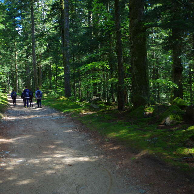 Forêt des Bois Noirs, Puy du Montoncel
