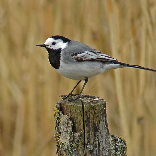 Initiation aux chants des oiseaux