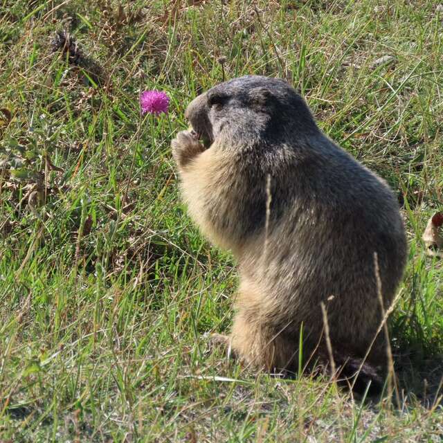 Where are the marmots?